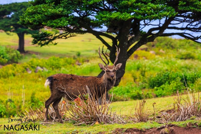 công viên Nozaki có bãi biển xanh màu lục