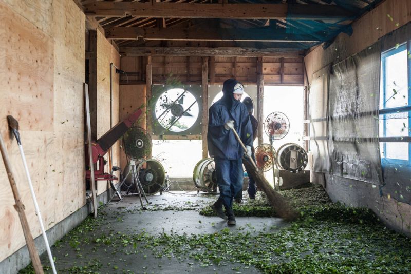 sấy khô lá chàm