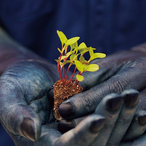 bàn tay màu chàm 10