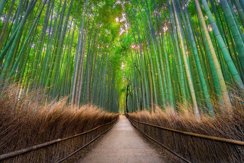 Rừng tre Arashiyama ở tỉnh Kyoto