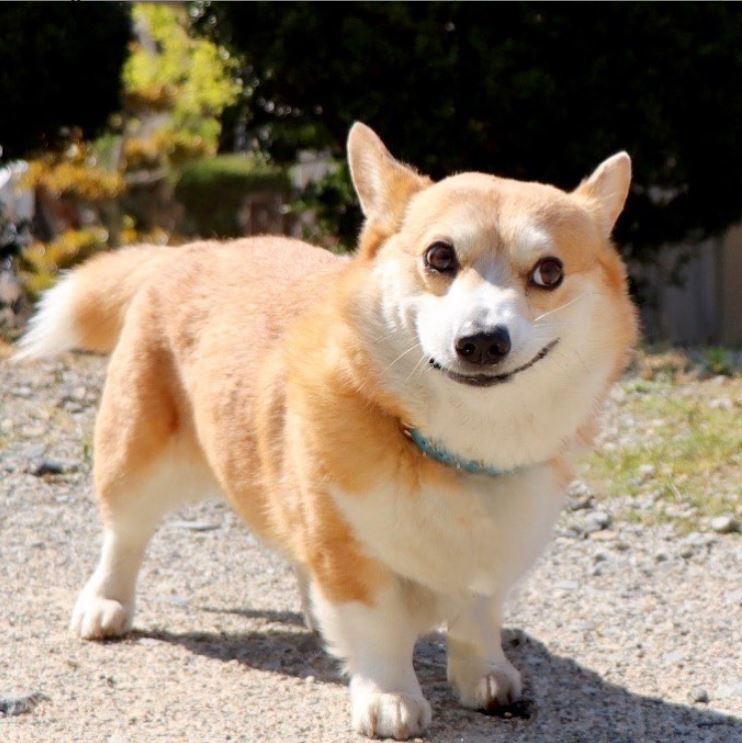 Thánh biểu cảm corgi đến từ Nhật Bản | KILALA