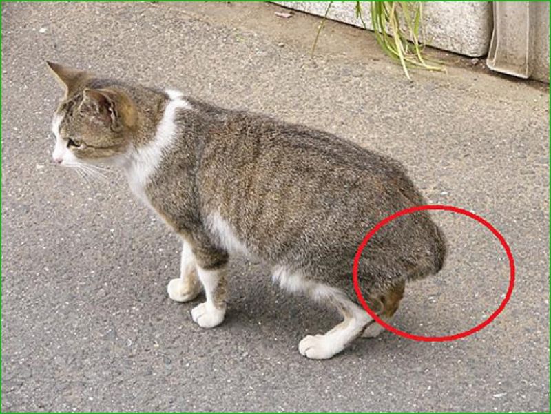 Mèo đuôi Dango