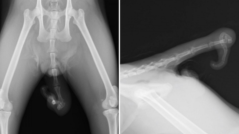 Hình chụp X-quang của mèo đuôi cong