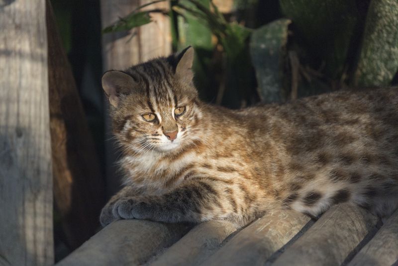 Tsushimayama: loài mèo báo được chỉ định là Biểu tượng thiên nhiên quốc gia