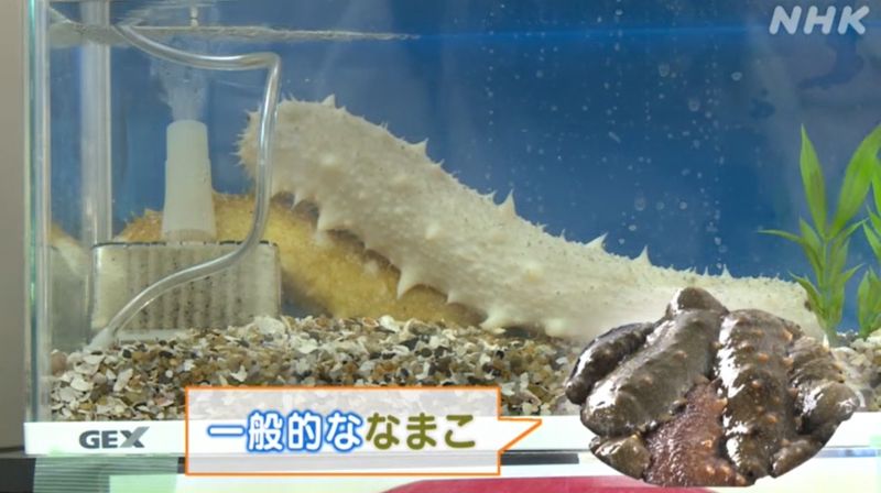 hải sâm quý hiếm được tìm thấy ở tỉnh Nagasaki hải sâm quý hiếm được tìm thấy ở tỉnh Nagasaki