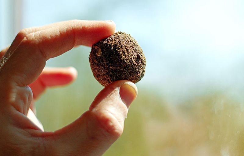 Seed ball có phải là phương pháp gieo trồng đến từ Nhật Bản?