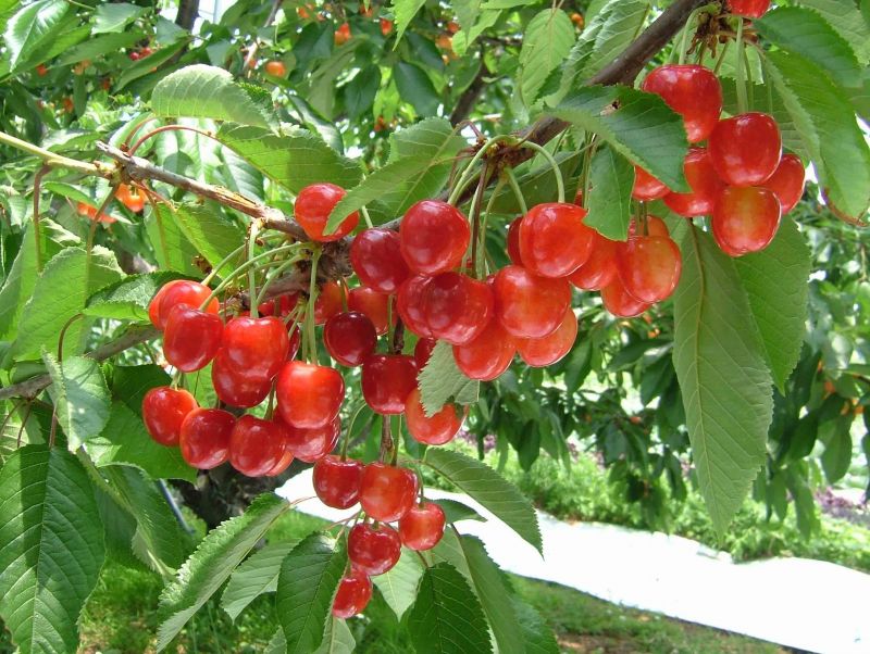 Sato Nishiki: Vua của các loại cherry tại tỉnh Yamagata