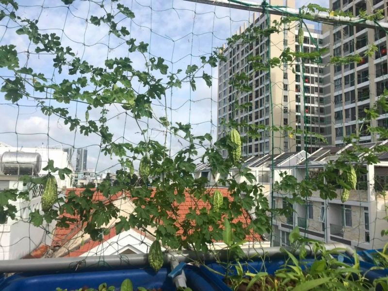 収穫を待つゴーヤたち ⓒ Facebook Be Thao 収穫を待つゴーヤたち ⓒ Facebook Be Thao