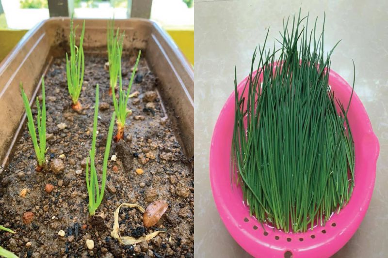 収穫までに2週間かかったネギ ⓒ Facebook Naga Tsuki 収穫までに2週間かかったネギ ⓒ Facebook Naga Tsuki