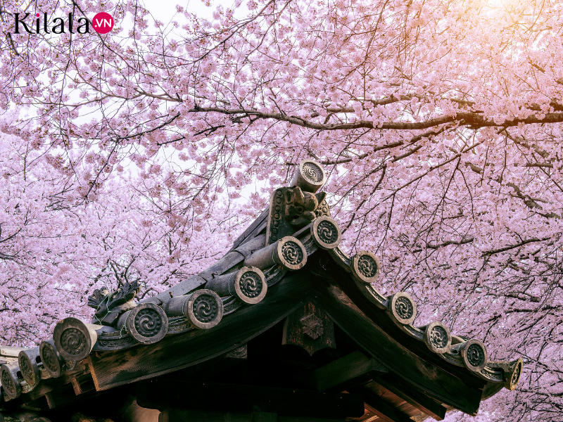 Hoa anh đào nở rộ tại đền Yasukuni mỗi dịp xuân về. Ảnh: Pixta