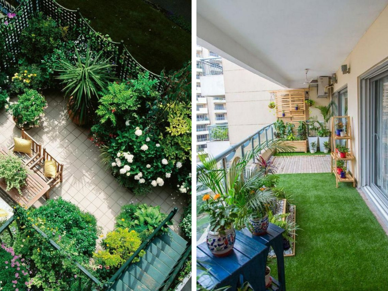 cây gia vị Nhật cây gia vị Nhật