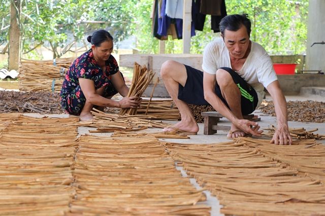 シナモンを乾燥させる農家　ⓒ Vietnam News