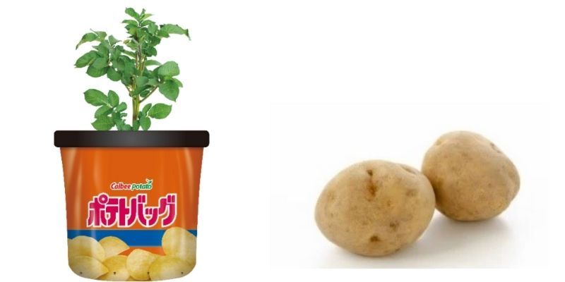 calbee ra mắt dụng cụ trồng khoai tây tại nhà calbee ra mắt dụng cụ trồng khoai tây tại nhà