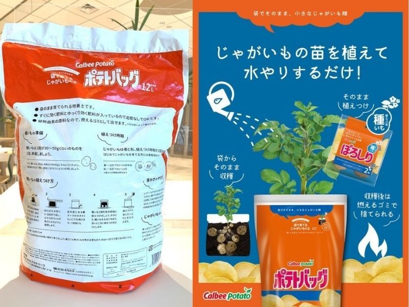 calbee ra mắt bộ trồng khoai tây tại nhà calbee ra mắt bộ trồng khoai tây tại nhà