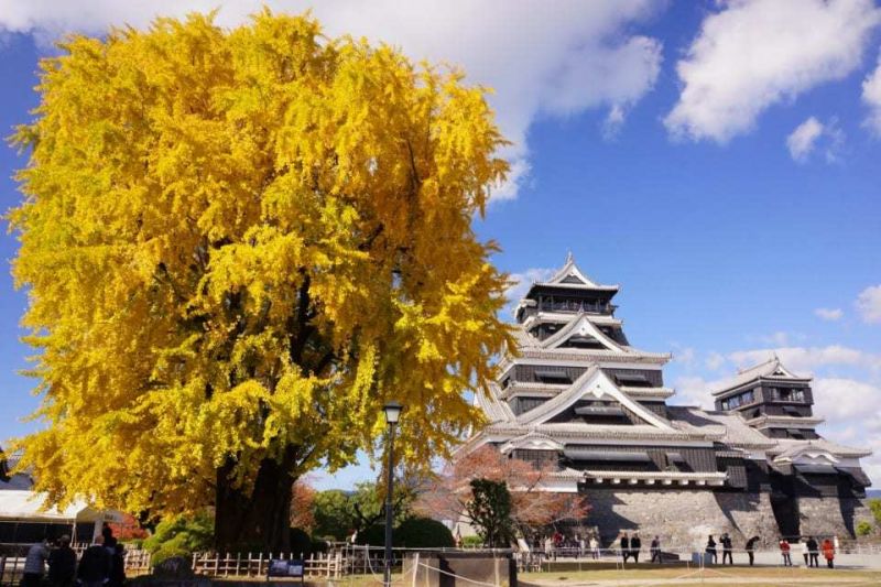 cây bạch quả trước lâu đài kumamoto