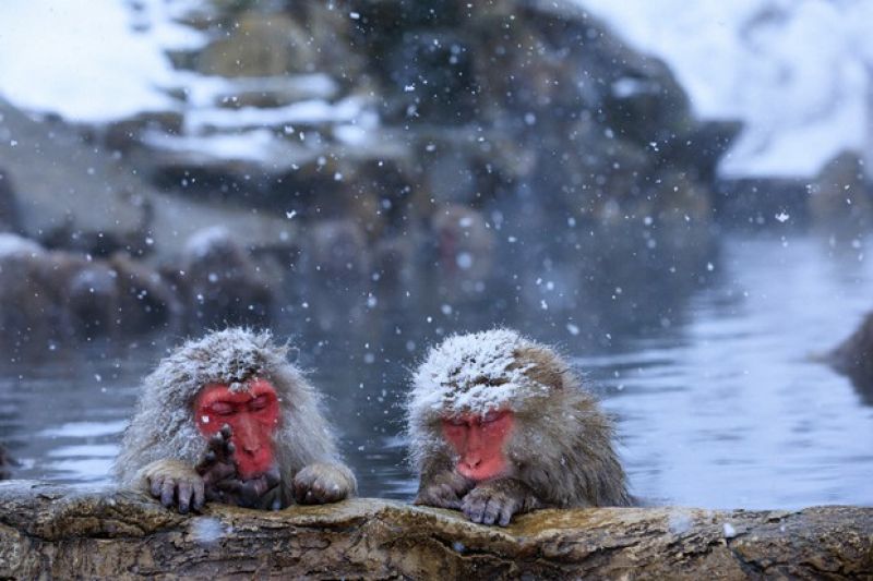 Công viên khỉ Jigokudani: Ngắm loài khỉ thư giãn trong suối nước nóng