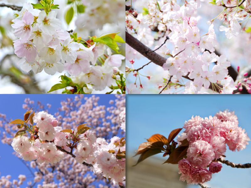 các giống hoa anh đào Nhật Bản