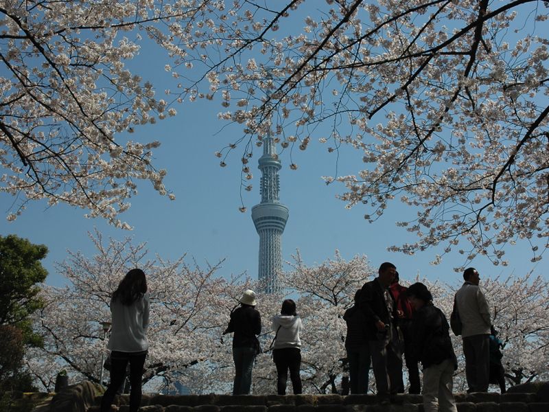Tokyo Sky Tree trong mùa hoa anh đào