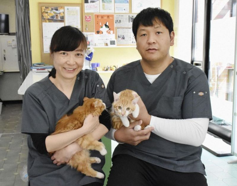 triệt sản chó mèo triệt sản chó mèo