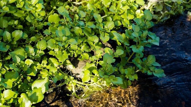 Watercress8_vietnamnet.jpg