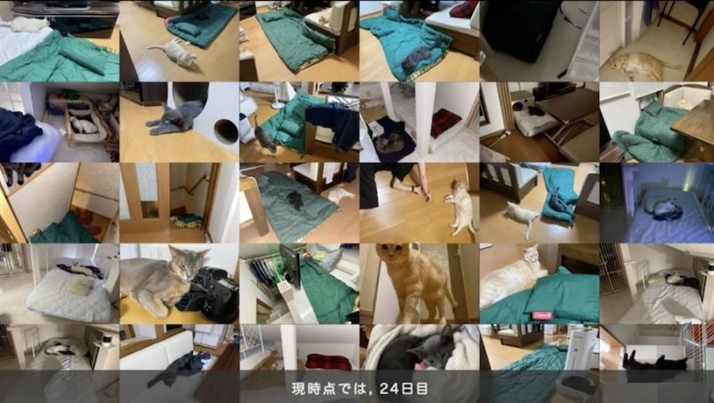 giấc ngủ của mèo giấc ngủ của mèo