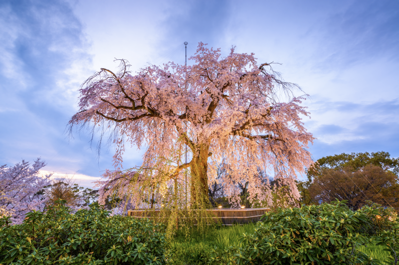 công viên maruyama sapporo hoa anh đào nở