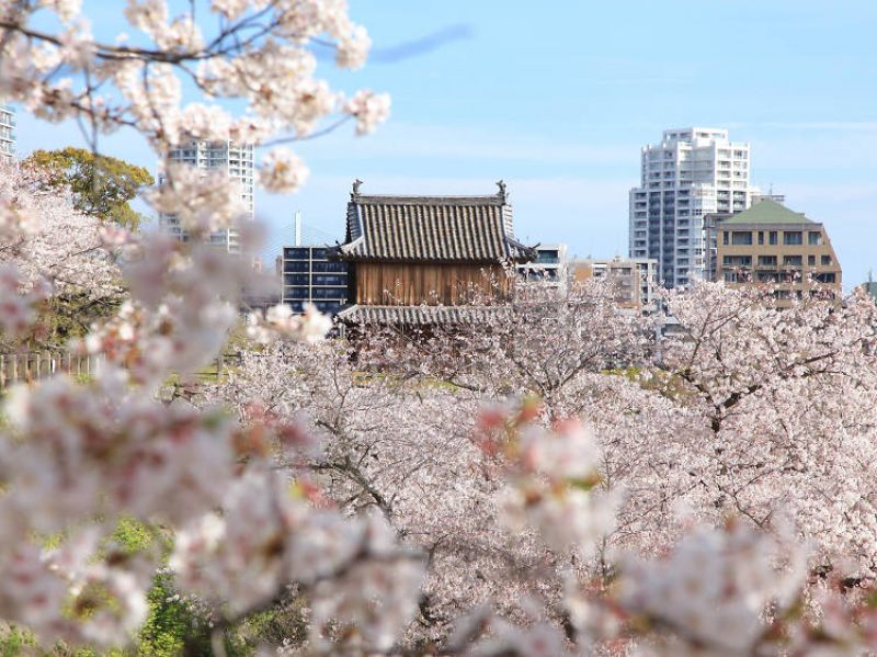 hoa anh đào fukuoka