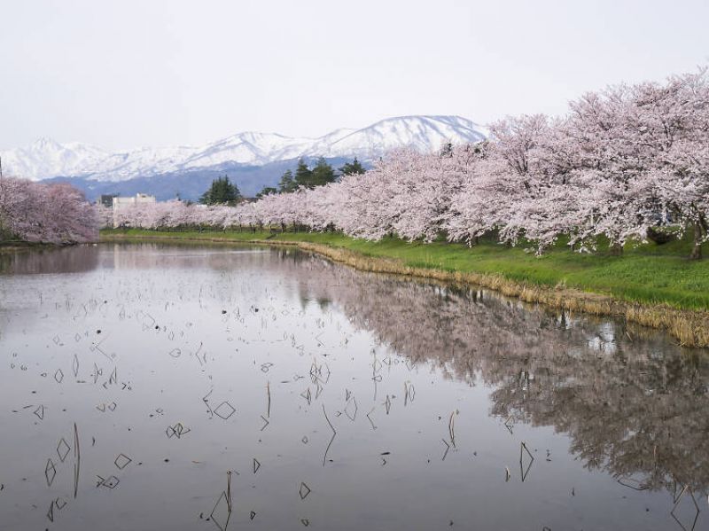 hoa anh đào niigata