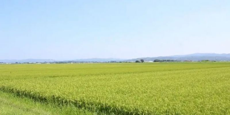 cánh đồng lúa ở Tome