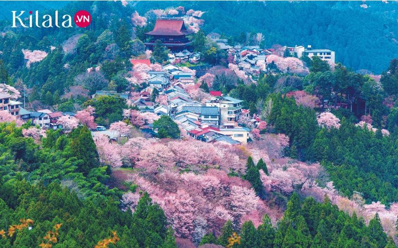 núi yoshino có hơn 200 giống hoa anh đào 2