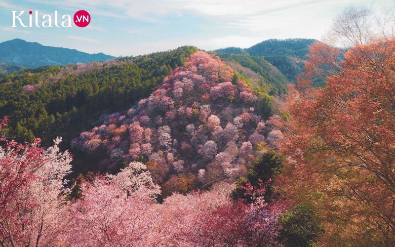 Hoa anh đào núi Yoshino: Vẻ đẹp của mùa xuân nước Nhật