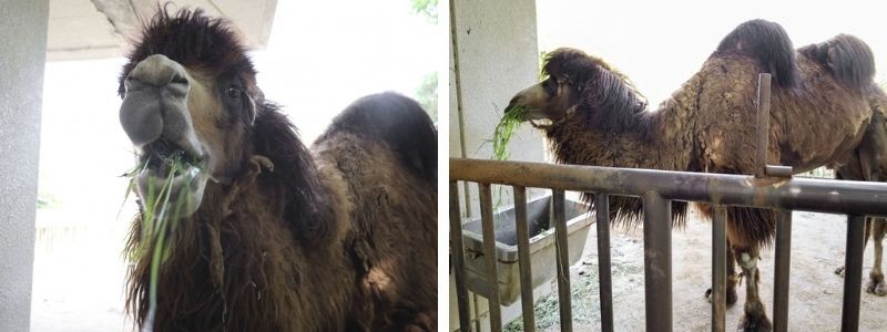 lạc đà lạc đà