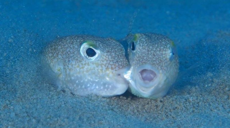 cá nóc đốm trắng