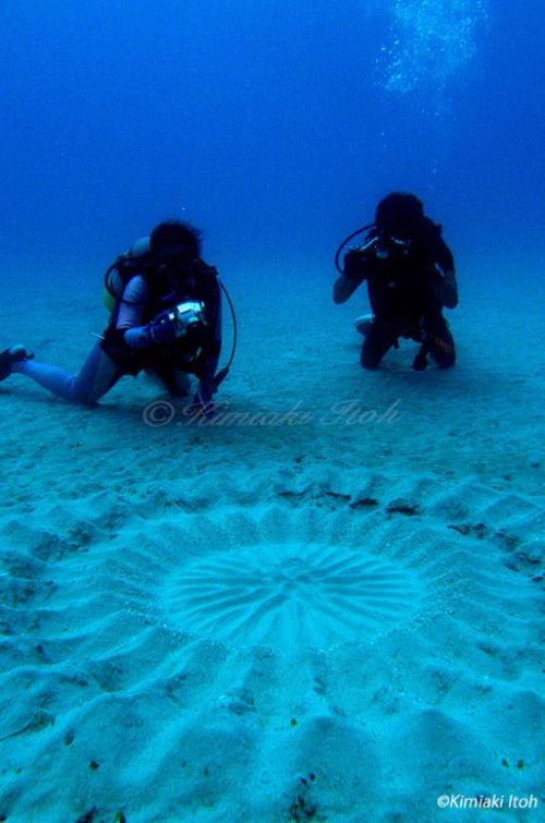 ổ sinh sản của cá nóc