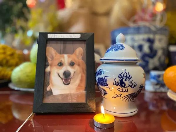 pets2_vietnamnet.jpg pets2_vietnamnet.jpg