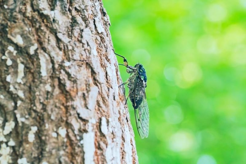 natsuzemi ve sầu mùa hè natsuzemi ve sầu mùa hè
