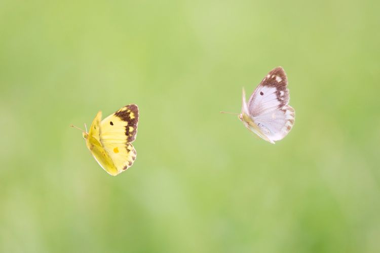 bướm vàng bướm vàng