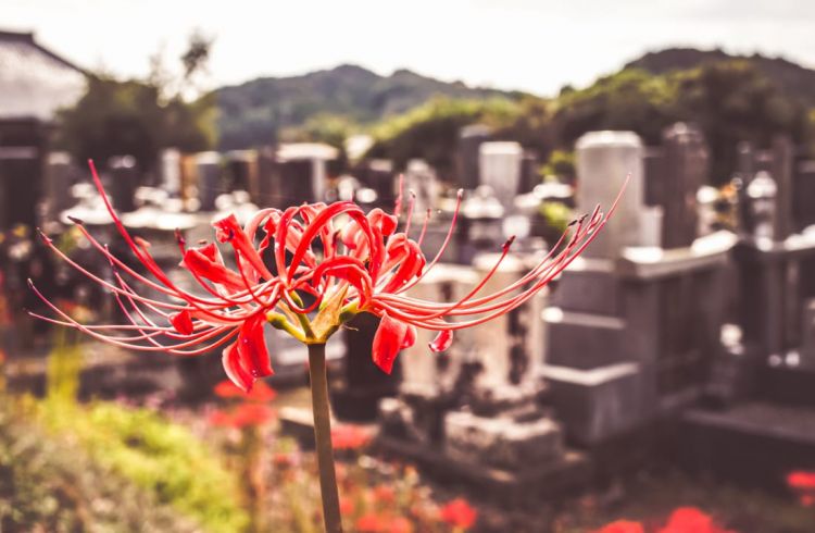 hoa bỉ ngạn hoa bỉ ngạn