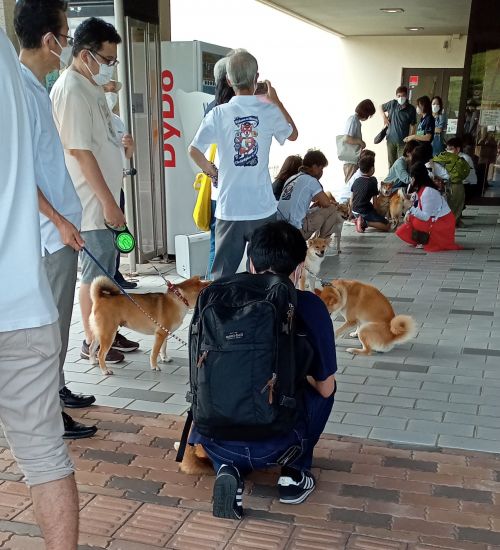 du khách chơi đùa cùng Shiba tại sân bay