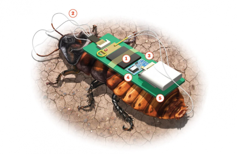 côn trùng cyborg