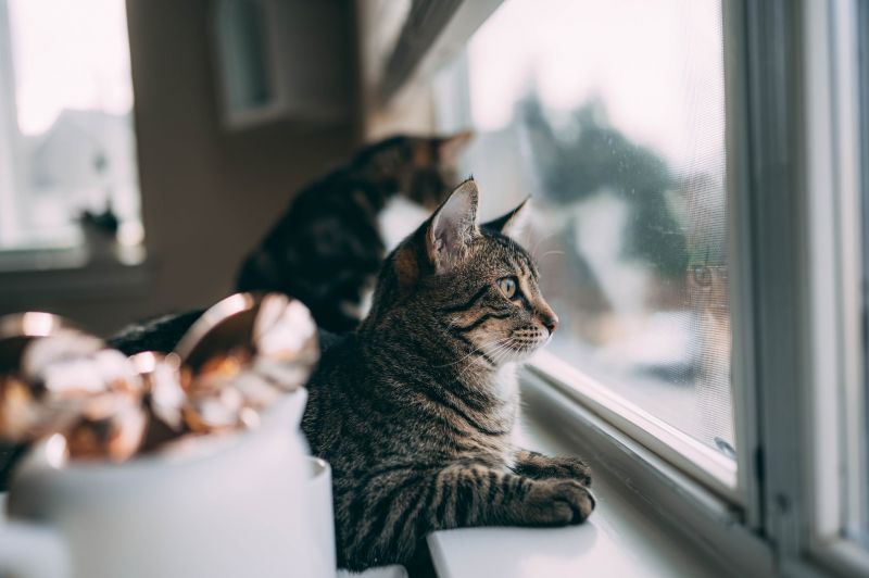 mèo bên cửa sổ