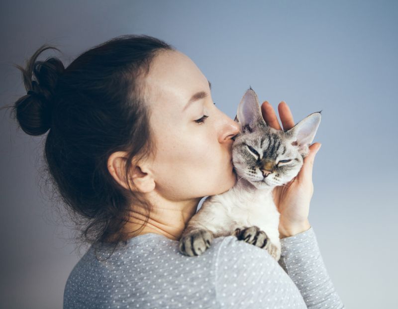 mèo và khả năng chữa lành