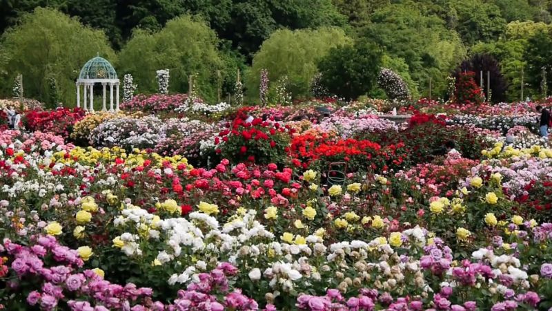 Những vườn hồng tuyệt đẹp gần Tokyo