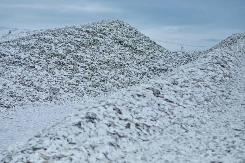 vỏ sò điệp ở làng Sarufutsu