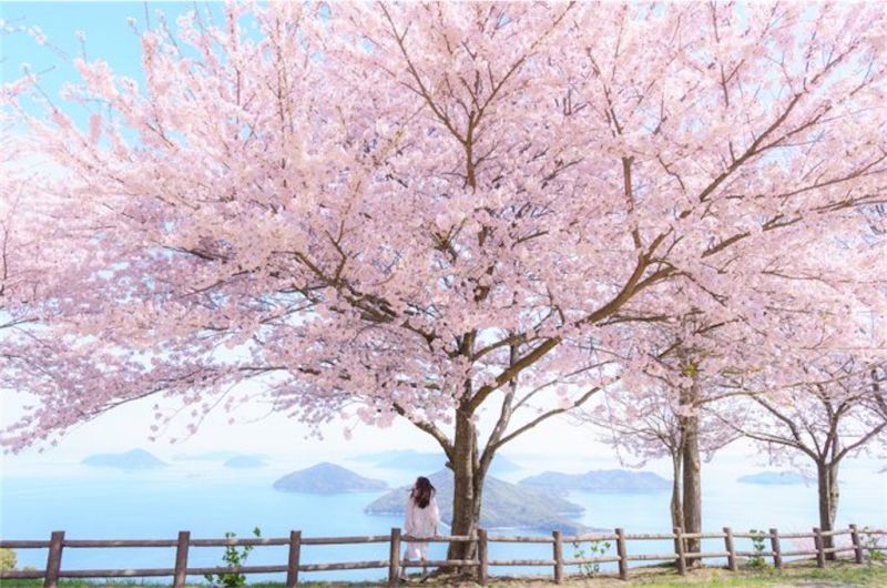 Học tiếng Nhật qua những từ vựng về mùa xuân