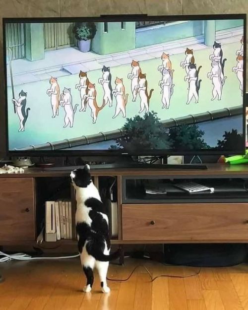 mèo xem phim The Cat Returns