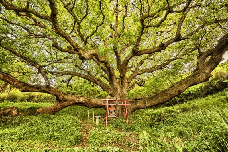 rừng thiêng Chinju-no-mori