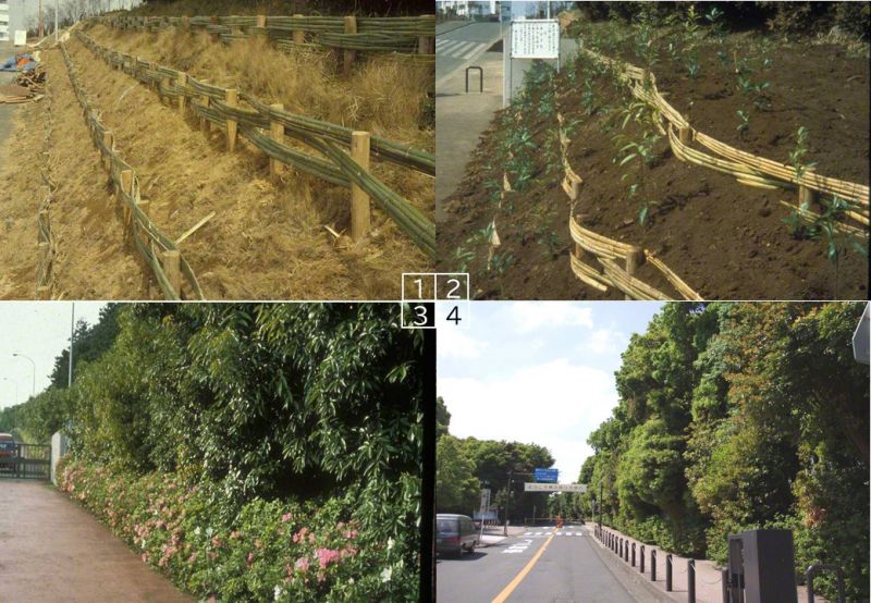 các bước trồng rừng ở đại học Yokohama