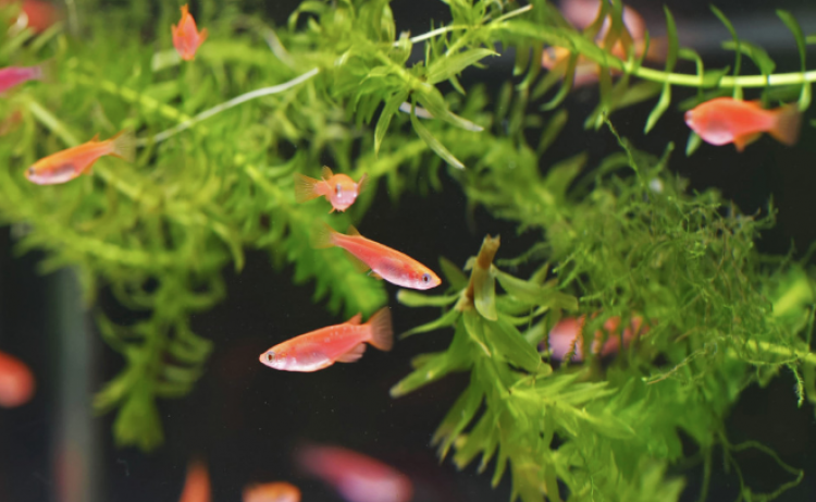 killi đỏ phát sáng