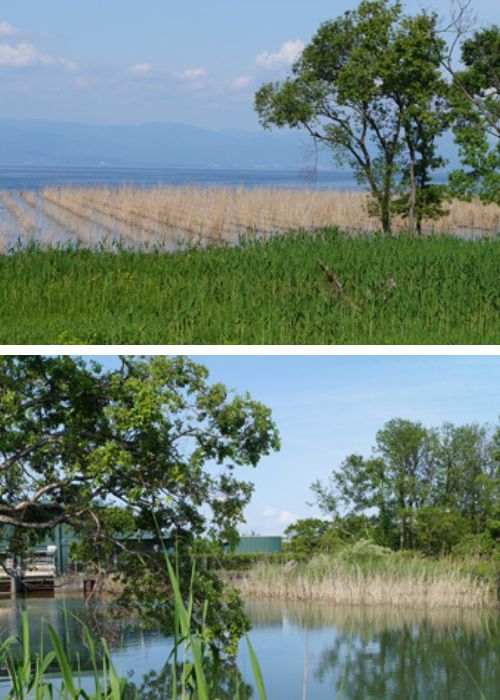 cánh đồng lọc nước